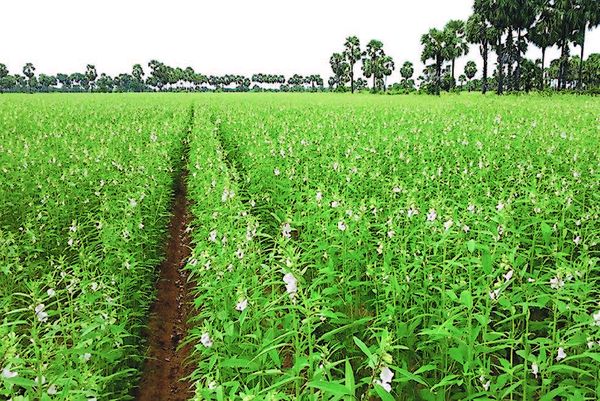 内比都地区冬作物种植季节期油料作物多种植了6千多英亩