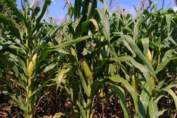 伊洛瓦底省毛淡棉遵县区冬作物种植情况及家鸭饲养情况