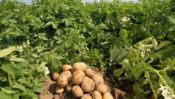 实皆省作为冬作物种植马铃薯及中国马铃薯进入情况