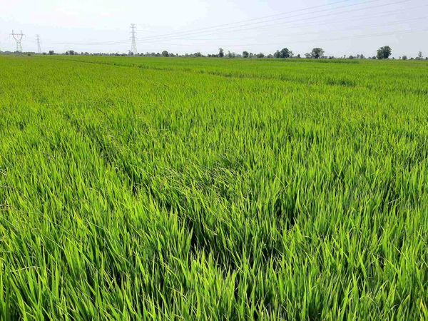 实皆省杰沙专区完成了夏季稻2万多英亩的种植工作