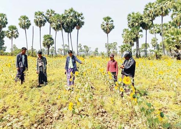 马奎省额别县区夏作物种植情况