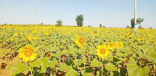 实皆省冬作物种植季节期间已种植了油料作物150多万英亩