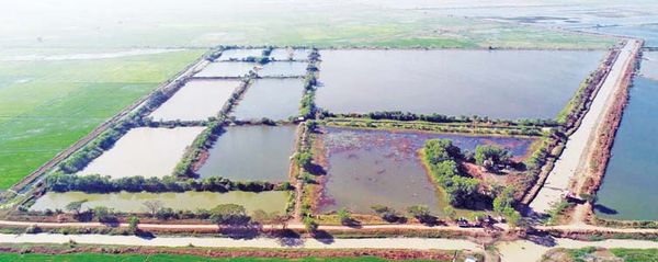 仰光省坦达宾县已建有鱼池1.1万多英亩虾池近500英亩