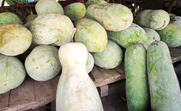 德林达依省区格林昂县区利用地下水种植冬瓜作物已获成功