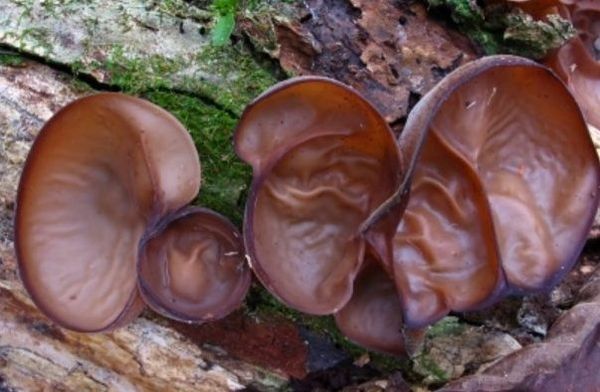 仰光省端低县区农村生产的木耳畅销仰光市场及国外市场