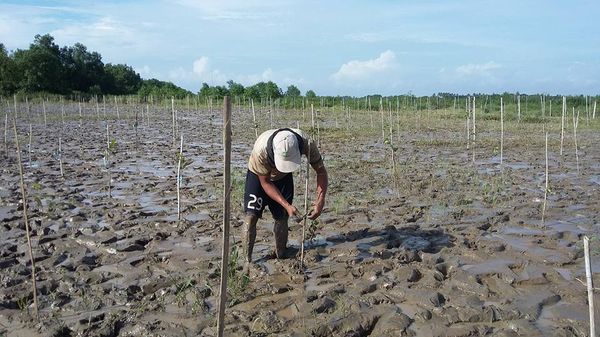 今年雨季缅甸将在三个省邦地区种植潮汐林2,550多英亩