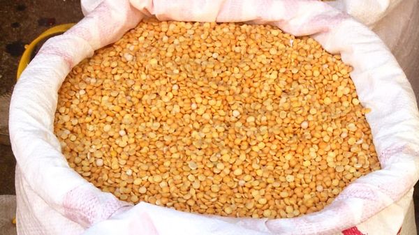 实皆省瑞帽专区鹰嘴豆已出产并上市