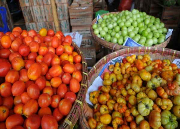 掸北腊戌地区来自曼德勒省密达皎栖地区的番茄获得好价钱