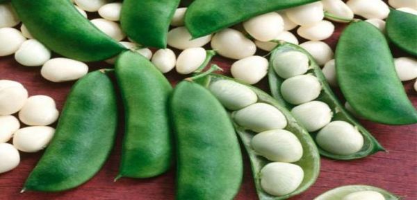 伊洛瓦底省勃生县区的黄油豆通过仰光大都市输送往国外市场