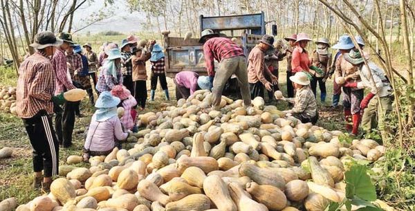边贸市场开放掸邦东部孟优县区所产南瓜获得好价钱