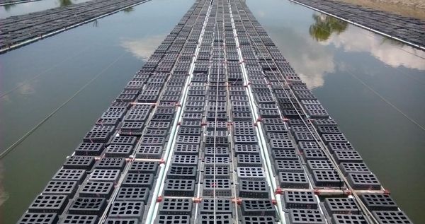 伊洛瓦底省软壳蟹养殖业面临亏损