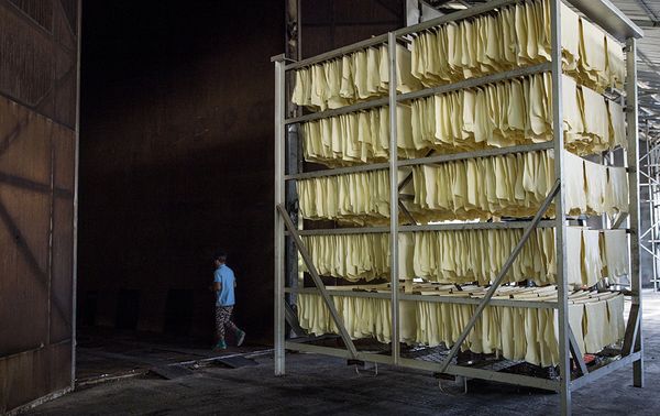 缅甸橡胶价格随着国际行情上涨