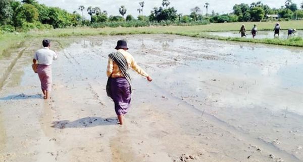 曼德勒省皎栖县区已开始夏季稻500英亩的种植工作