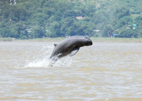 曼德勒省马达雅县区伊江水道内有19头江豚前来栖息生活