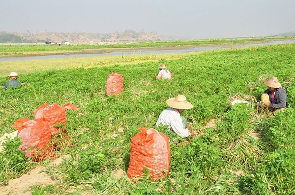 马奎省本漂县区生产的洋葱已大量上市
