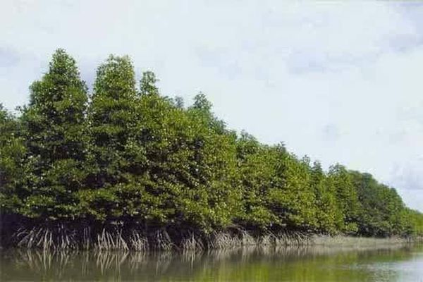 近期将对伊洛瓦底省美女岛地区内的江豚进行统计工作