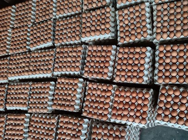 伊洛瓦底省马乌宾县区鸡蛋价钱上扬养殖者们收益良好