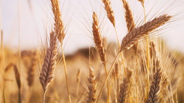 实皆省冬作物种植季节期间已种植了冬小麦9.7万多英亩