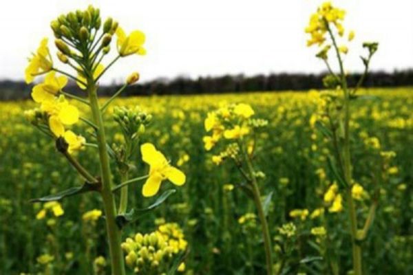掸北腊戌专区油菜种植情况