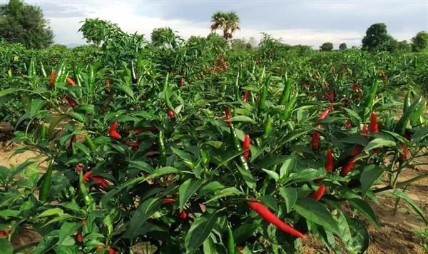 实皆省12个专区冬作物种植季节期间种植了辣椒9,600多英亩