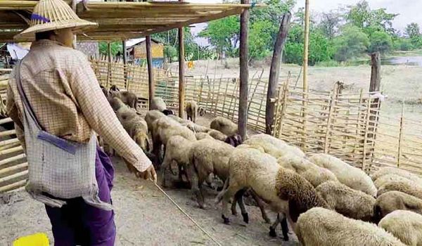 马奎省本漂县区自力更生发展绵羊饲养业已获成功