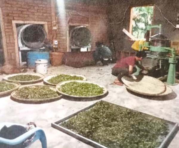 克钦邦葡萄窝县区种植了400多英亩茶叶