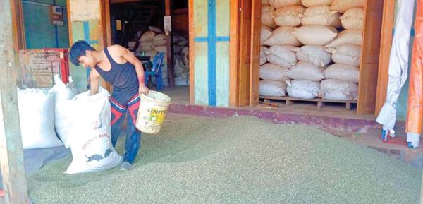 克伦邦累托地区咖啡豆今年获得了前所未有的好价钱