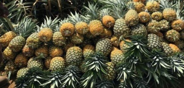 德林达依省格玲昂地区热带凤梨水果上市获得了好价钱