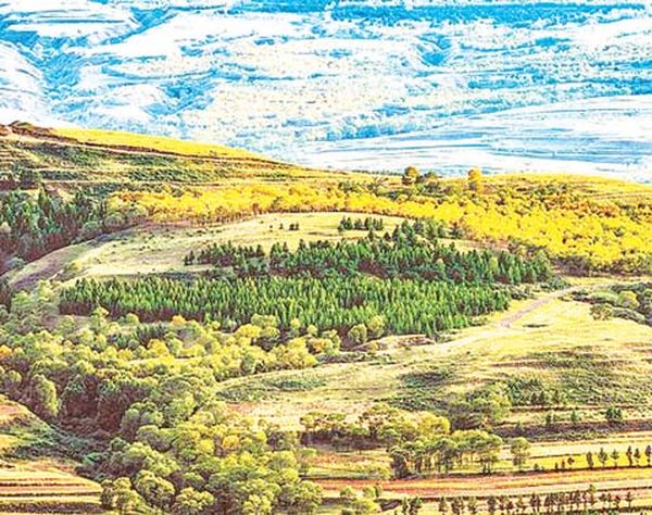 中国在去年造林383万公顷