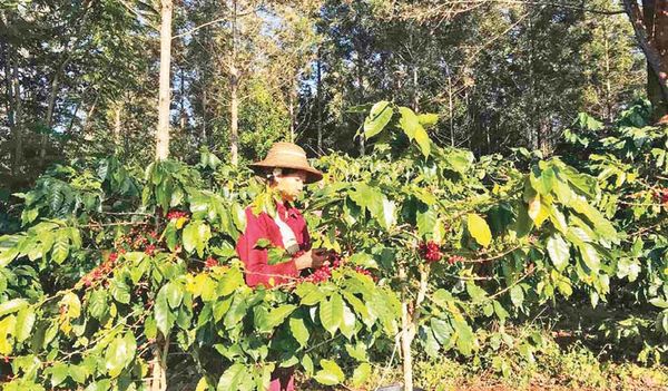 今年咖啡季节彬乌伦—瑙秋地区将向国外出口100多吨咖啡