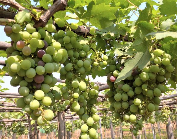 曼德勒省央米丁县区葡萄已大量出产果农们也获得了好价钱