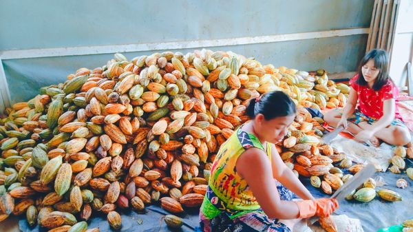 德林达依省格玲昂地区出产的巧克力产品正销往各县镇地区