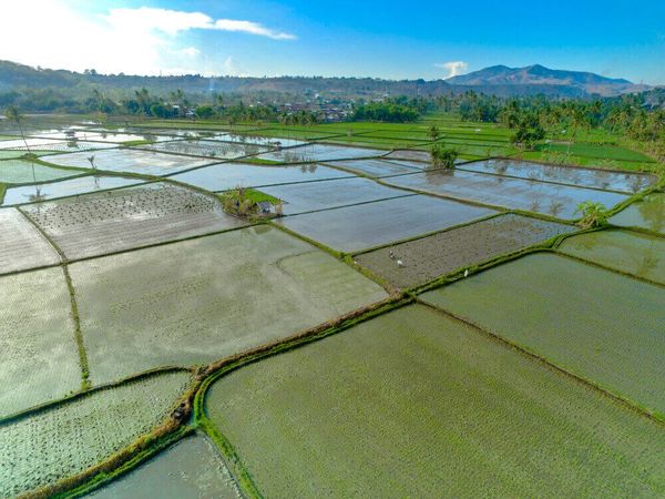 曼德勒省今年将开发种植夏季稻模范田1,200英亩