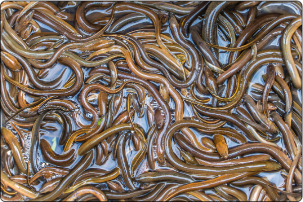 伊洛瓦底省在3月份头15天内向仰光市场输送出售鳝鱼15万缅斤