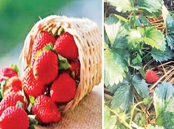 曼德勒省彬乌伦地区的草莓已大量上市
