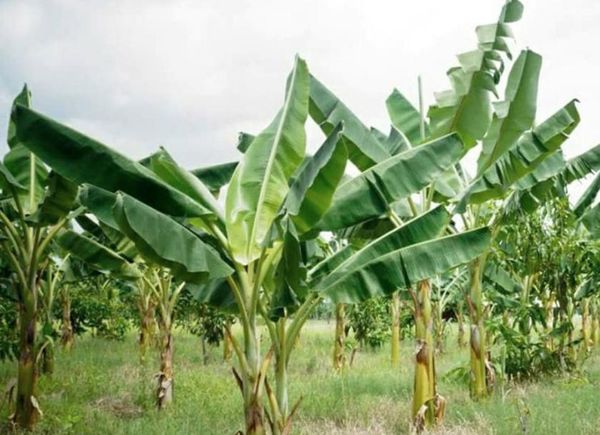 伊洛瓦底省德努彪县区夏作物种植期间准备种植香蕉6千多英亩