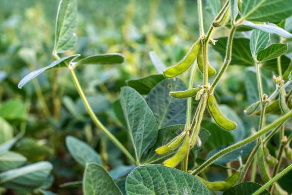 实皆省格礼专区及杰沙专区冬作物大豆的种植情况