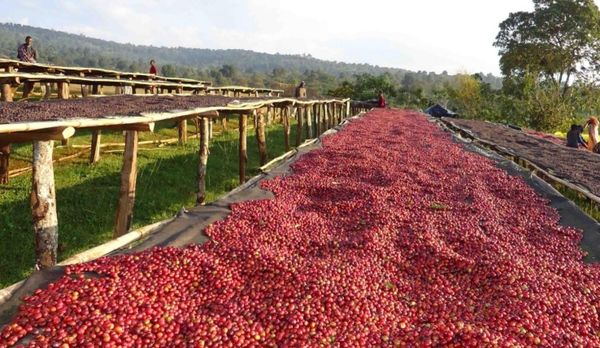 在缅甸咖啡种植者日益增多