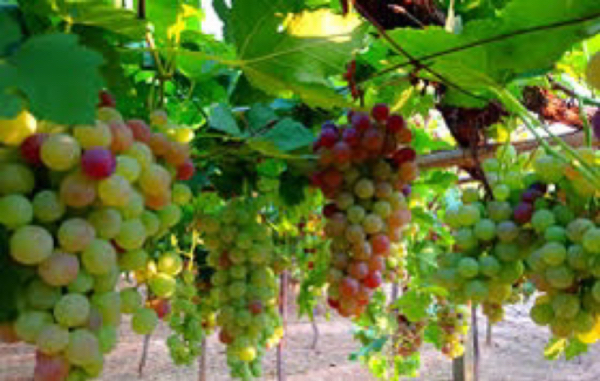马奎省谬地县区试验栽种的葡萄果树已获得成功