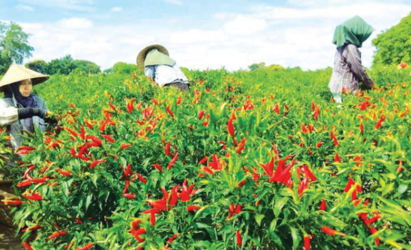 曼德勒省在今年(2023年)将种植十多万英亩辣椒