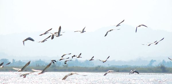 缅甸最大湖泊茵都基湖内2万多只候鸟飞禽欢聚一堂