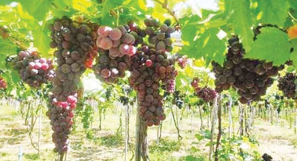 曼德勒省央米丁县区内的四个乡栽种5,000英亩葡萄获得好收成