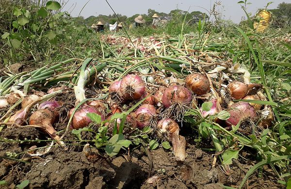实皆省冬作物洋葱已有80%完成采收工作
