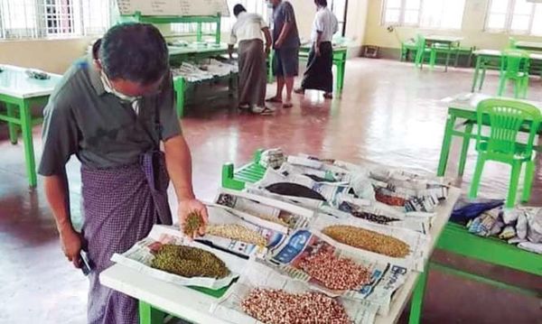 马奎省本漂县区农民们集体出售鹰嘴豆给有关公司获得好价钱