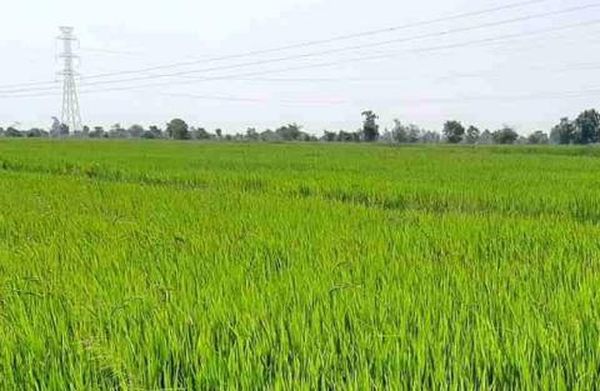 实皆省明景县区已完成夏季稻1,520英亩的种植工作