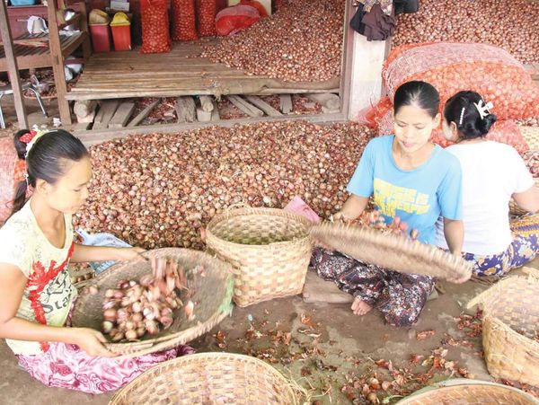 曼德勒省敏建专区洋葱大量上市