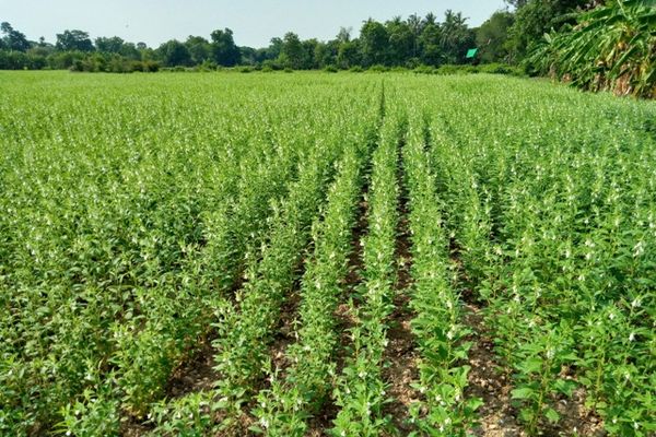 曼德勒省皎栖县区已完成17,600多英亩的夏芝麻种植工作