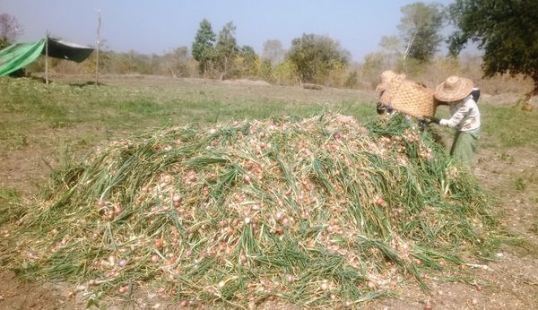 马奎省本漂县区冬作物洋葱已开始采收工作