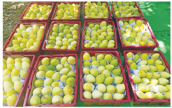 芒果季节未到曼德勒省皎栖县区的圣德龙芒果已有人提前订购