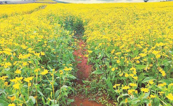 掸北山区油料作物花芝麻的种植情况